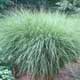 Thumbnail picture of Maiden Grass (Miscanthus sinensis) clump.  Select for larger images and more information.