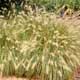 Thumbnail picture of Fountaingrass (Pennisetum alopecuroides) clump.  Select for larger images and more information.