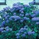 Thumbnail picture of Bigleaf Hydrangea (Hydrangea macrophylla) shrub covered with dakr blue flowers  Select for larger images and more information.