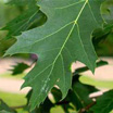 Photo of a tree leaf