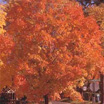 Photo of a landscape tree in fall colors 