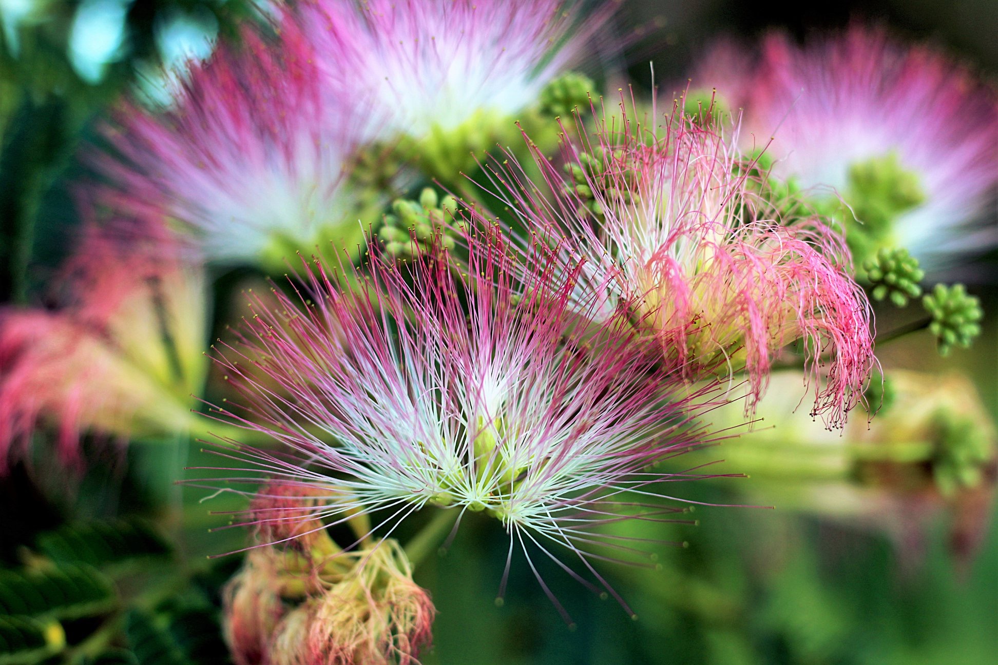 Picture of Mimosa (Albizia julibrissin) flower Picture of Mimosa (Albizia julibrissin) flower