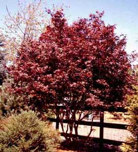 Picture of Japanese Redleaf Maple (Acer palmatum var. atropurpureum) trees showing form and red leaf color.