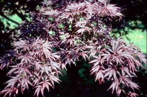 Picture of Japanese Redleaf Maple leaves (Acer palmatum var. atropurpureum) showing deep red color and leaf structure.