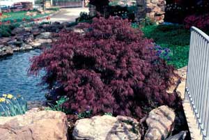 Picture of Cutleaf Japanese Maple (Acer palmatum var. dissectum) tree form showing dark red foliage.