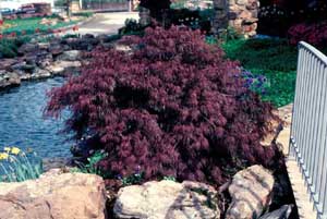 Picture of Cutleaf Japanese Maple (Acer palmatum var. dissectum) tree form showing dark red foliage. Picture of Cutleaf Japanese Maple (Acer palmatum var. dissectum) tree form showing dark red foliage.
