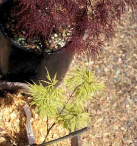 Picture of two Cutleaf Japanese Maple (Acer palmatum var. dissectum) seedlings showing deep red color and pale green color.