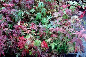 Picture of Cutleaf Japanese Maple (Acer palmatum var. dissectum) showing variations in seedling leaf colors from red to green.