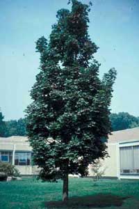Picture of Norway Maple (Acer platanoides) Columnare form showing vertical proportions.