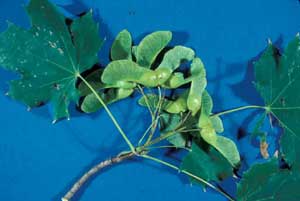 Picture of Norway Maple (Acer platanoides) leaf structure and fruit.