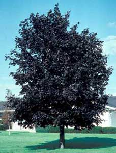 Picture of Norway Maple (Acer platanoides) CrimsonKing form showing darker leaves and more rounded proportions.