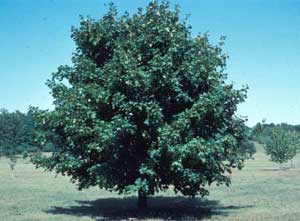 Picture of Norway Maple (Acer platanoides) tree form.