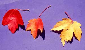 Picture of Red Maple (Acer rubrum) leaf specimens showing fall color from yellowish red, orange, and deep red.