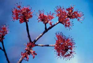 Picture of Red Maple (Acer rubrum) spring red flowers