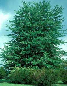 Picture of Red Maple (Acer rubrum) tree form