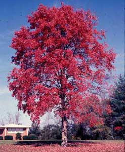 Picture of Red Maple (Acer rubrum) tree form in red fall color