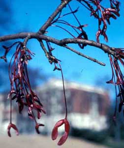 Picture of Red Maple (Acer rubrum) early spring fruit