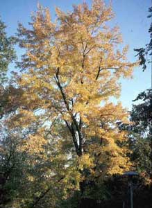 Picture of Silver Maple (Acer saccharinum) form in yellowish fall color.