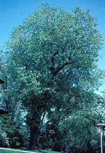 Picture of Silver Maple (Acer saccharinum) tree form.