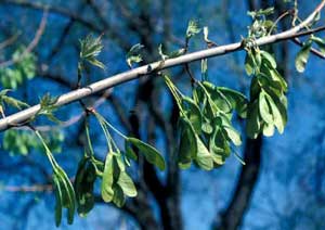 Picture closeup of Silver Maple (Acer saccharinum) fruit clusters.