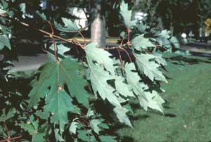 Picture of Silver Maple (Acer saccharinum) leaf structure showing distinctive 'silver' undersides.