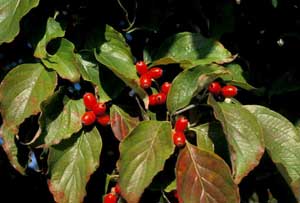 Picture closeup of Eastern Flowering Dogwood (Cornus florida) fruit and leaves.