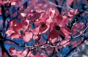 Picture of Eastern Flowering Dogwood (Cornus florida) Rubra variety dark red flowers. Picture of Eastern Flowering Dogwood (Cornus florida) Rubra variety dark red flowers.