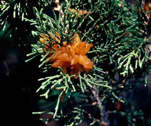 Picture of Eastern Redcedar (Juniperus virginiana) branch with Cedar Apple Rust. Picture of Eastern Redcedar (Juniperus virginiana) branch with Cedar Apple Rust.