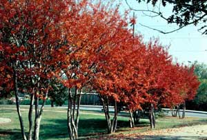 Picture of Crapemyrtle (Lagerstroemia indica) tree row showing dark orange fall color.