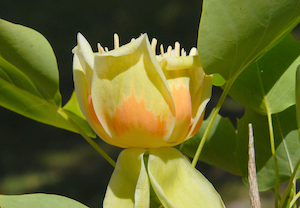 Picture closeup of Tuliptree (Liriodendron tulipifera) flower structure showing bands of orange and green.