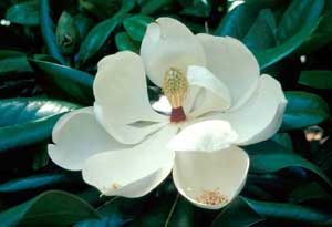 Picture closeup of Southern Magnolia (Magnolia grandiflora) white flower.