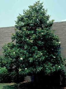 Picture of Southern Magnolia (Magnolia grandiflora) tree form