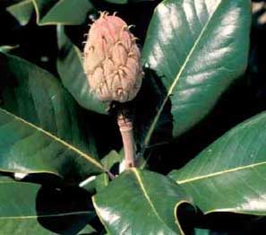 Picture closeup of Southern Magnolia (Magnolia grandiflora) leaf structure and fruit.