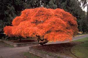 Picture of Cutleaf Japanese Maple (Acer palmatum var. dissectum) in bright orange-red fall color.