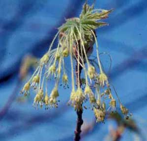 Picture closeup of Sugar Maple (Acer saccharum) flower structure.