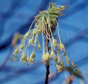 Picture closeup of Sugar Maple (Acer saccharum) flower structure. Picture closeup of Sugar Maple (Acer saccharum) flower structure.