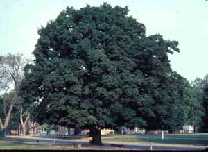 Picture of Sugar Maple (Acer saccharum) tree form.
