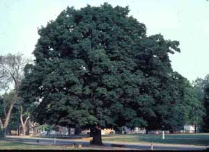 Picture of Sugar Maple (Acer saccharum) tree form. Picture of Sugar Maple (Acer saccharum) tree form.