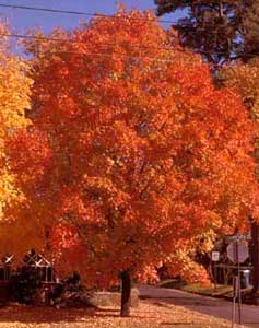 Picture of Sugar Maple (Acer saccharum) tree form in flaming orange fall color.