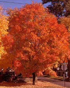 Picture of Sugar Maple (Acer saccharum) tree form in flaming orange fall color. Picture of Sugar Maple (Acer saccharum) tree form in flaming orange fall color.