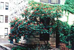 Picture of Red Buckeye (Aesculus pavia) tree form with red flowers.