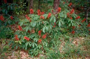 Picture of Red Buckeye (Aesculus pavia) shrub form with red flowers.