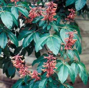 Picture closeup of Red Buckeye (Aesculus pavia) flowers and leaf structure.