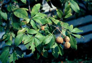 Picture closeup of Red Buckeye (Aesculus pavia) fruit and leaf structure.