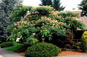 Picture of Mimosa (Albizia julibrissin) tree form with pink flowers.