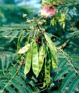 Picture closeup of Mimosa (Albizia julibrissin) fruit pods and leaf structure.