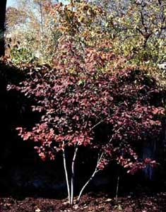 Picture of small Shadblow (Amelanchier canadensis) tree in fall color