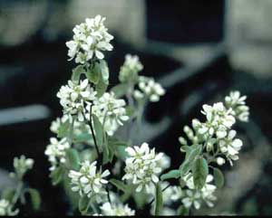 Picture closeup of Shadblow (Amelanchier canadensis) white flower structure.