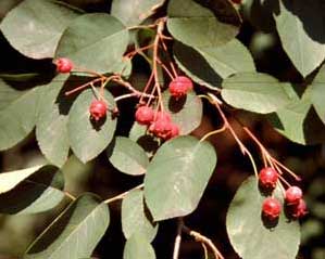 Picture closeup of Shadblow (Amelanchier canadensis) fruit and leaf structure.