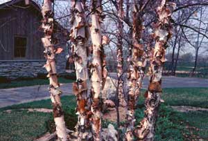Picture of River Birch (Betula nigra) bark exfoliation.
